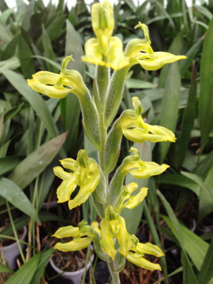 Sarcoglottis sceptroides