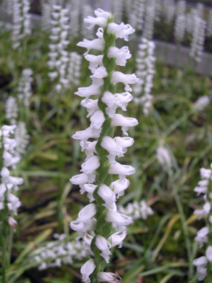 Spiranthes 'Chadd's Ford' (mit neuem Austrieb)