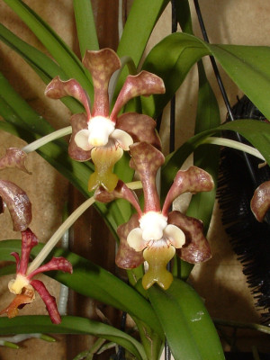 Vanda bensonii