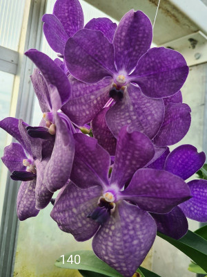 Vanda Blue Twilight (in Knospe Blüte)