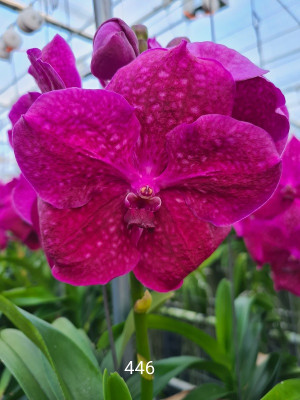 Vanda California Sunset