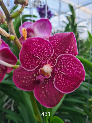 Vanda Dark Red (in Knospe Blüte)