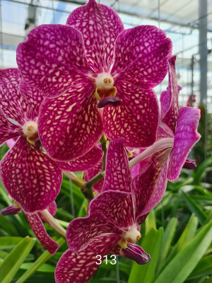 Vanda Fuchsia Red (in Knospe/Blüte)