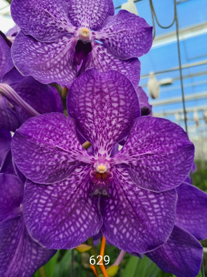 Vanda Gordon Dillon x Royal Blue (in Knospe Blüte)