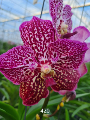 Vanda Lipstick (in Knospe / Blüte)