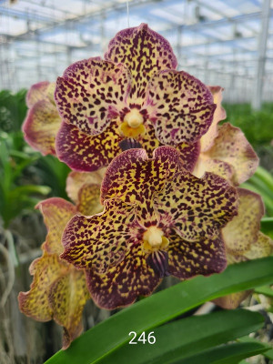 Vanda Ocelot Moccha (in Blüte / Knospe)
