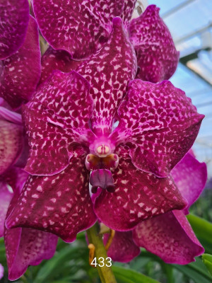 Vanda Precious Moments (in Knospe Blüte)