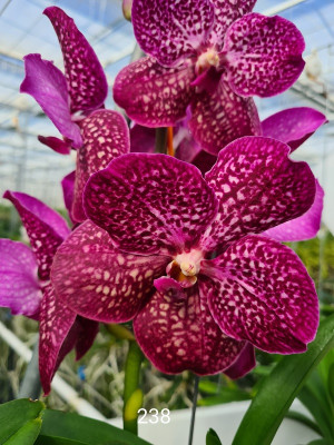 Vanda Purple Lightning (in Knospe Blüte)