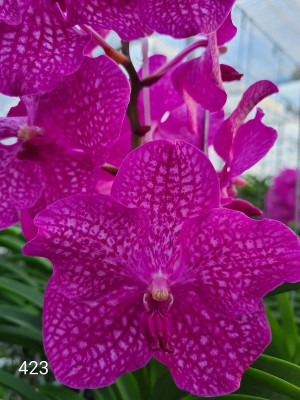 Vanda Rosy Sunset (in Knospe Blüte)