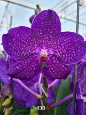 Vanda Royal Blue (in Blüte/Knospe)