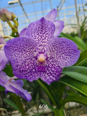 Vanda Siam Night (in Knospe/Blüte)