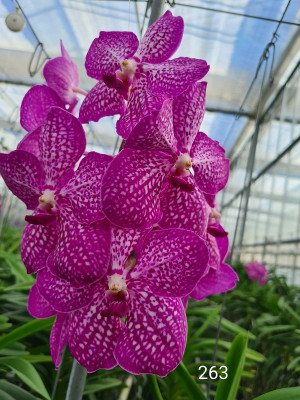 Vanda Straight Flush (in Blüte/Knospe)