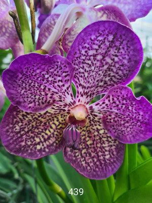 Vanda Violet Chess (in Knospe/Blüte)