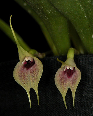 Masdevallia zahlbruckneri