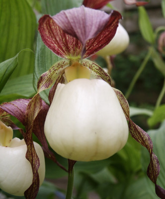 Cypripedium kentuckiense