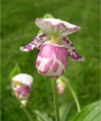 Cypripedium guttatum