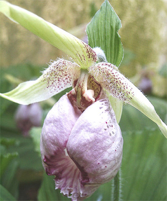 Cypripedium japonicum