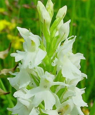 Dactylorhiza fuchsii 'alba'