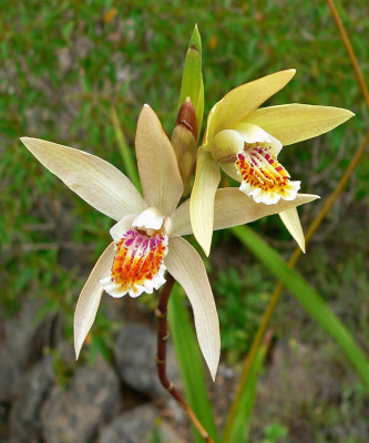 Bletilla ochracea (in Knospe/Blüte)