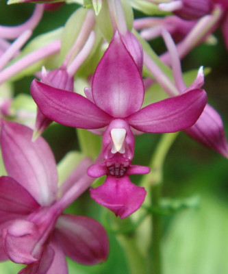 Calanthe okinawensis