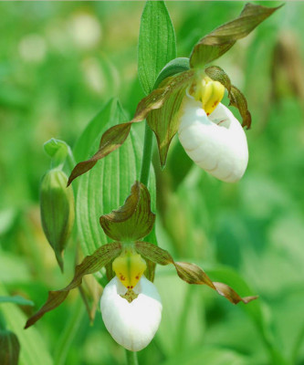 Cypripedium X Colombianum