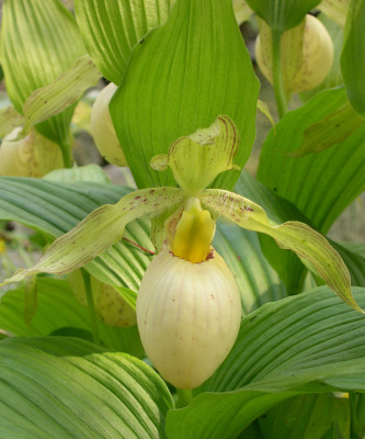 Cypripedium fasciolatum (mit neuem Austrieb)