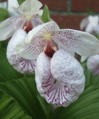 Cypripedium formosanum (in Blüte/Knospe)