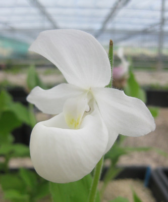 Cypripedium reginae 'alba' (abgeblüht / pflanzbereit)