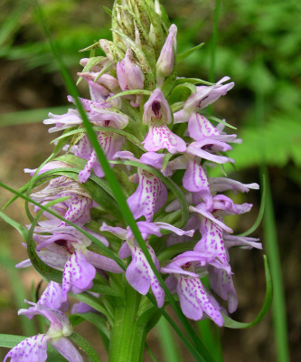 Dactylorhiza sphagnicola