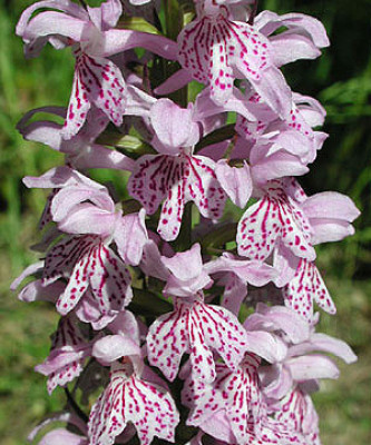 Dactylorhiza fuchsii (mit neuem Austrieb)