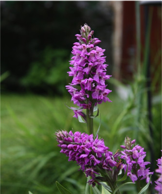 Dactylorhiza majalis (frisch ausgetrieben)