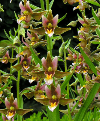 Epipactis 'Sabine' (abgeblüht, pflanzbereit)