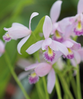 Pogonia ophioglossoides (mit neuem Austrieb)