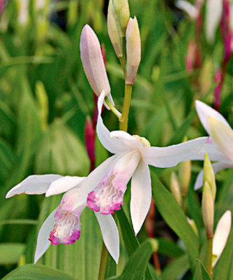 Bletilla striata 'kuchibeni' (in Knospe/Blüte)