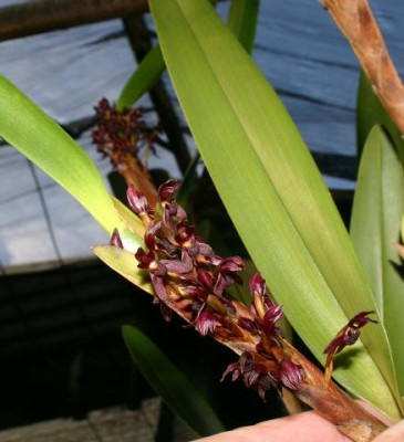 Maxillaria densa