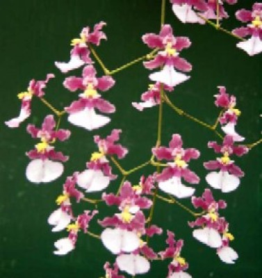 Oncidium John Louis Shirrah 'Gamma'