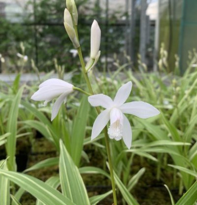 Bletilla striata alba 'variegata' (in Blüte/Knospe)