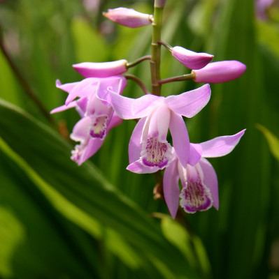 Bletilla striata 'pink' (mit neuem Austrieb)