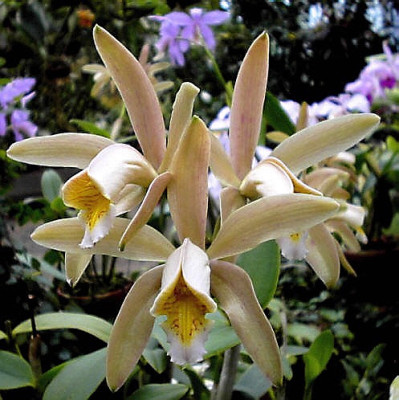 Cattleya forbesii (Jgpfl.)