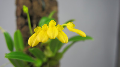 Bulbophyllum macroleum 'Yellow'