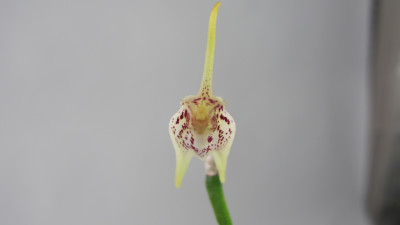 Masdevallia guttulata