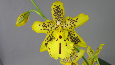 Odontocidium Tiger Barb (1 Rispe)