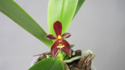 Phalaenopsis cornu-cervi 'thalebanii'