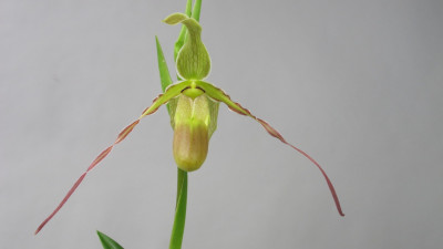 Phragmipedium longifolium BM/DOG (Jgpfl.)