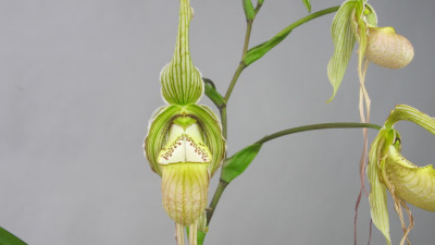 Phragmipedium Memoria Garren Weaver