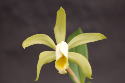 Cattleya forbesii 'aurea'