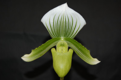 Paphiopedilum Clair de Lune 'Edgard van Belle'