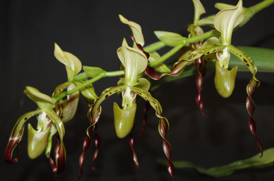 Paphiopedilum parishii