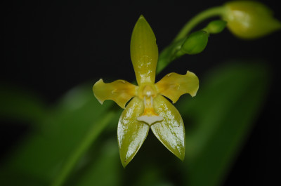 Phalaenopsis cornu-cervi 'alba'