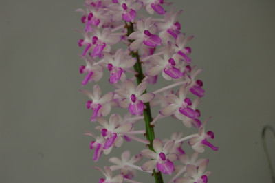 Aerides mitrata (in Knospe/Blüte)
